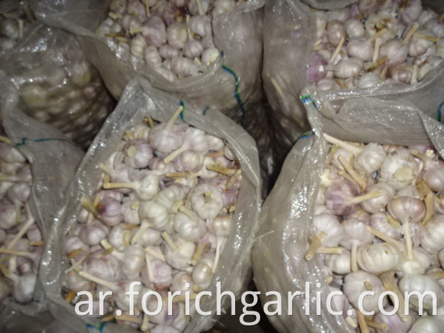 Normal Garlic Price